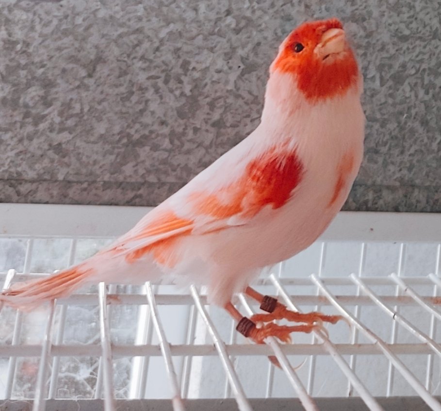Vermelho Mosaico