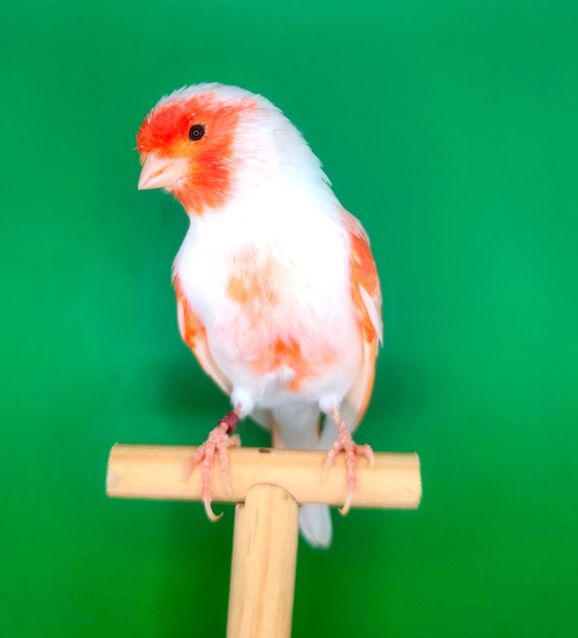 Vermelho Mosaico