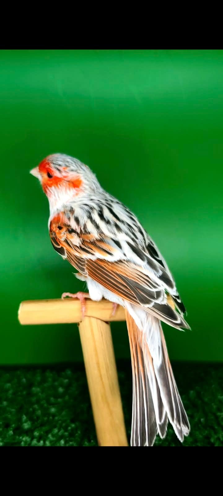 Ágata Topazio Vermelho Mosaico macho